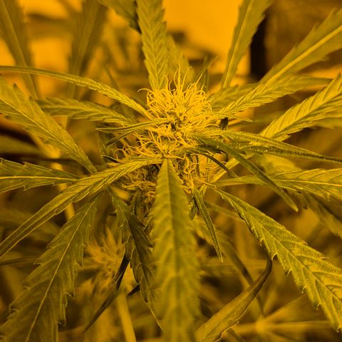 Puple punch  6 growlog timeline photo