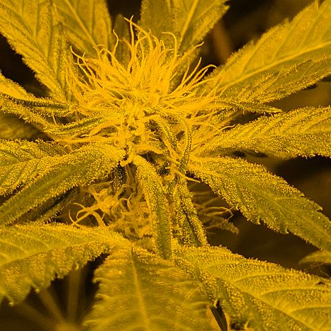 Strawberry Marshmallow growlog timeline photo