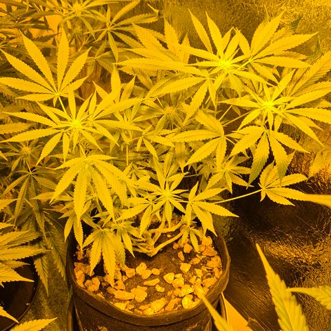 Bonsai Surprised moon, amnesia lemon  growlog timeline photo
