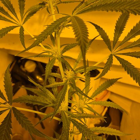 Puple punch  6 growlog timeline photo