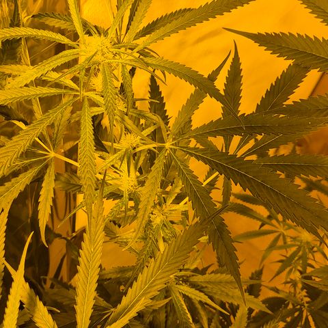Puple punch  6 growlog timeline photo