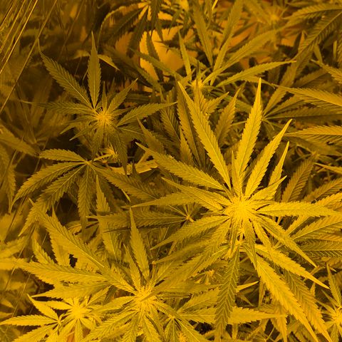 Strawberry Marshmallow growlog timeline photo