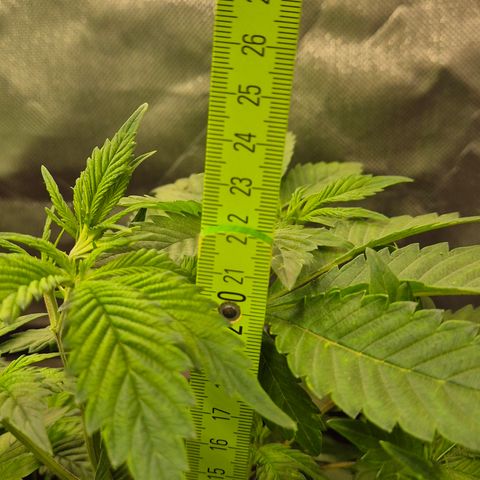 Kushi 😶‍🌫️(rest n. Teilernte/ critical kush, 9.1.24 🎁, Kümmerling) growlog timeline photo