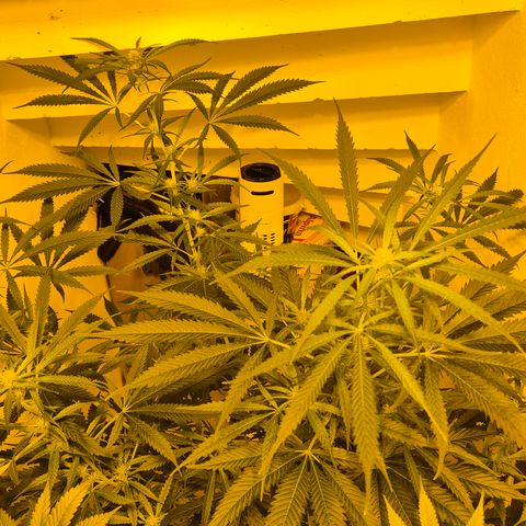 Puple punch  6 growlog timeline photo