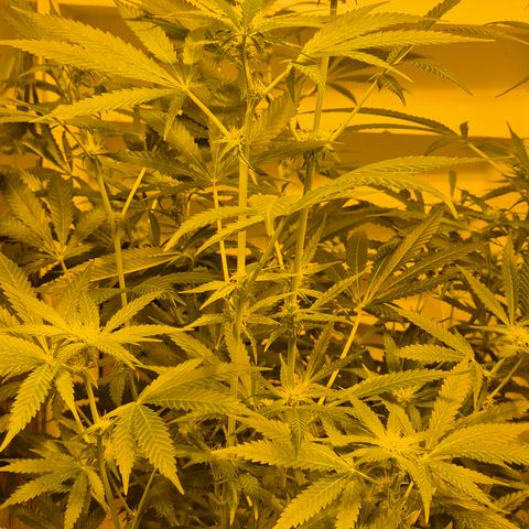 Strawberry Marshmallow growlog timeline photo