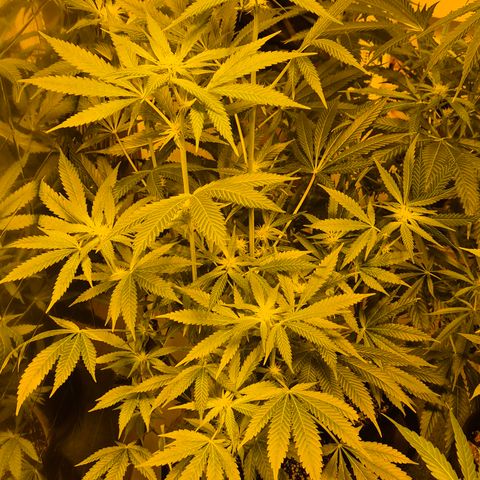 Strawberry Marshmallow growlog timeline photo