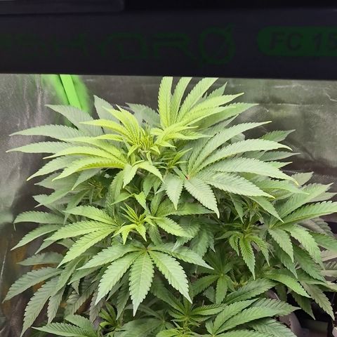 Karli - SHISKABERRY (auto) growlog photo: Und heute morgen sah sie schon wieder viel glücklicher aus! 😍