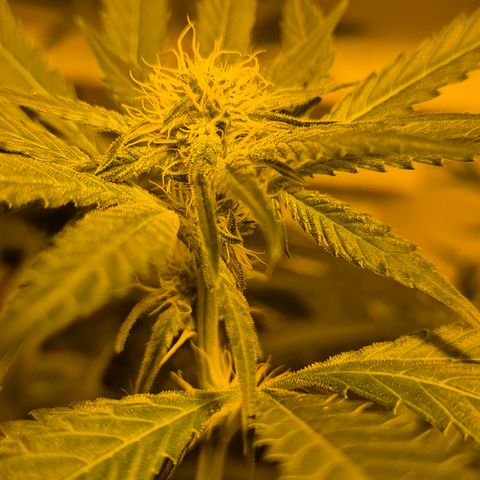 Strawberry Marshmallow growlog timeline photo