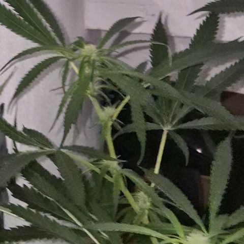 Puple punch  6 growlog photo: 🤩