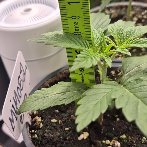 Mimosa evo Photo ♥️ Barney's Farm  growlog timeline photo