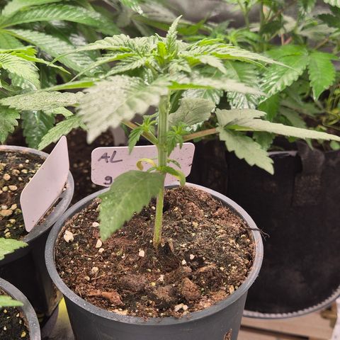 DieAnnas  #2 amnesia lemon/ungedämmter Dachboden growlog timeline photo