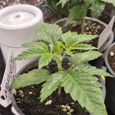 🍍Anna  #1 amnesia lemon  growlog timeline photo