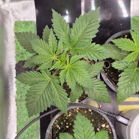 DieAnnas  #2 amnesia lemon/ungedämmter Dachboden growlog timeline photo