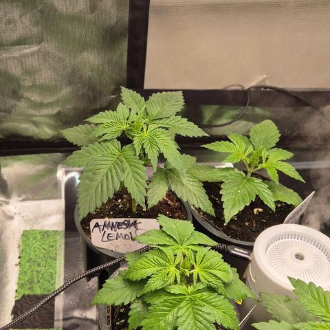 DieAnnas  #2 amnesia lemon/ungedämmter Dachboden growlog timeline photo
