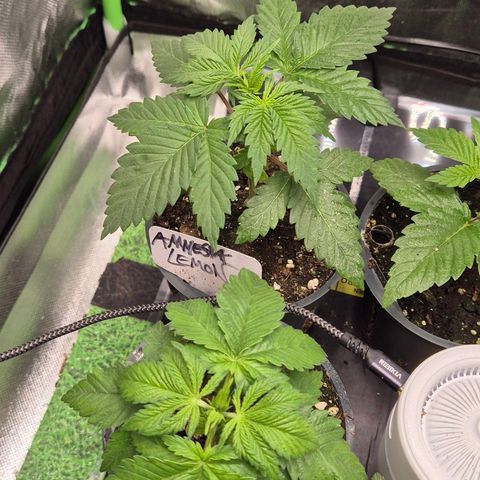🍍Anna  #1 amnesia lemon  growlog timeline photo