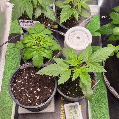 🌅Sherbi photo, blue sunset sherbert, Barneys farm  growlog timeline photo