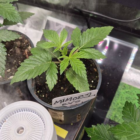 Mimosa evo Photo ♥️ Barney's Farm  growlog timeline photo