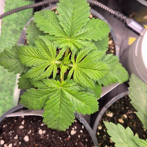 🍍Anna  #1 amnesia lemon  growlog timeline photo