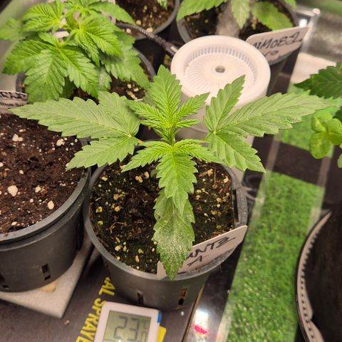 Runtzi Auto ♥️ Barney's Farm  growlog timeline photo