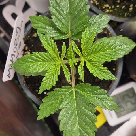 🍍Anna  #1 amnesia lemon  growlog timeline photo