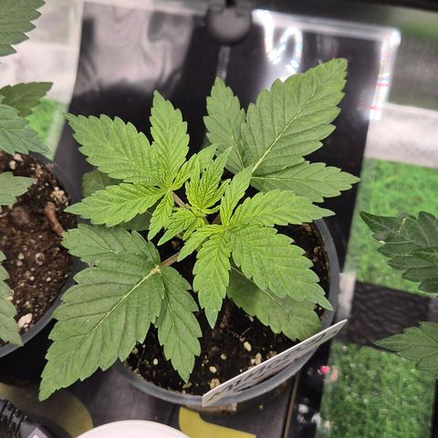 Mimosa evo Photo ♥️ Barney's Farm  growlog timeline photo