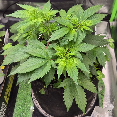 Kushi 😶‍🌫️(rest n. Teilernte/ critical kush, 9.1.24 🎁, Kümmerling) growlog timeline photo