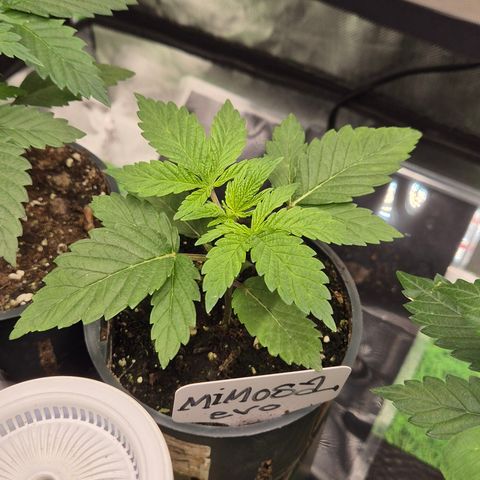 Mimosa evo Photo ♥️ Barney's Farm  growlog timeline photo