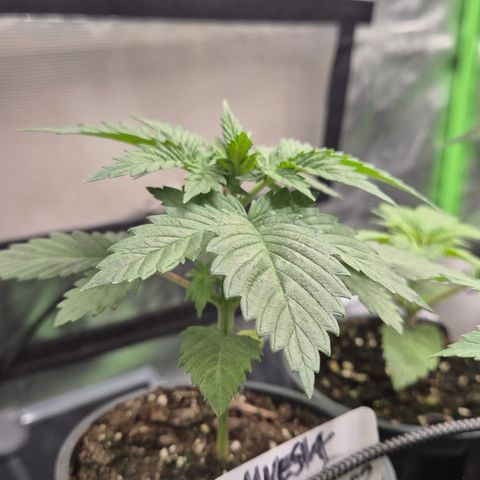 DieAnnas  #2 amnesia lemon/ungedämmter Dachboden growlog timeline photo