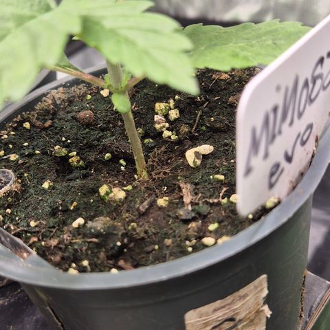 Mimosa evo Photo ♥️ Barney's Farm  growlog timeline photo