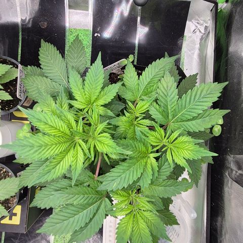 Kushi 😶‍🌫️(rest n. Teilernte/ critical kush, 9.1.24 🎁, Kümmerling) growlog timeline photo