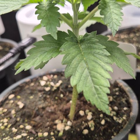 🍍Anna  #1 amnesia lemon  growlog timeline photo