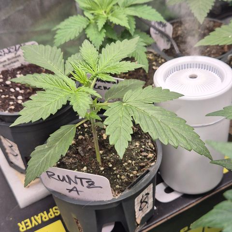 Runtzi Auto ♥️ Barney's Farm  growlog timeline photo