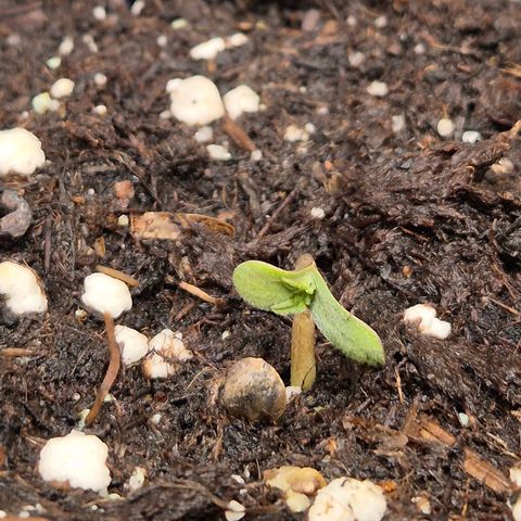 🌅Sherbi photo, blue sunset sherbert, Barneys farm  growlog timeline photo