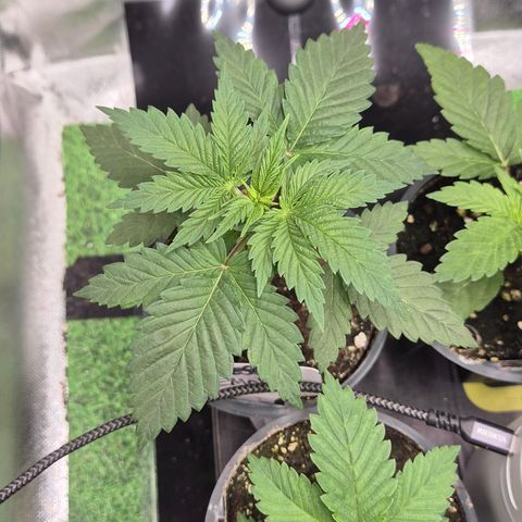 DieAnnas  #2 amnesia lemon/ungedämmter Dachboden growlog timeline photo