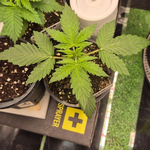 Runtzi Auto ♥️ Barney's Farm  growlog timeline photo