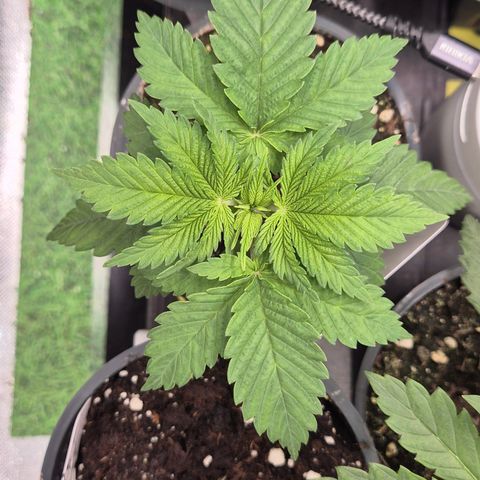 🍍Anna  #1 amnesia lemon  growlog timeline photo
