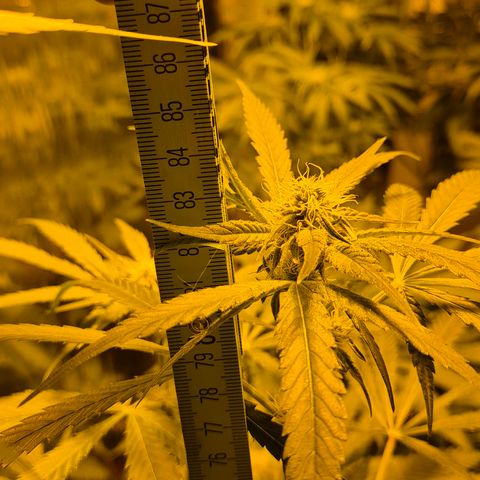 Strawberry Marshmallow growlog timeline photo
