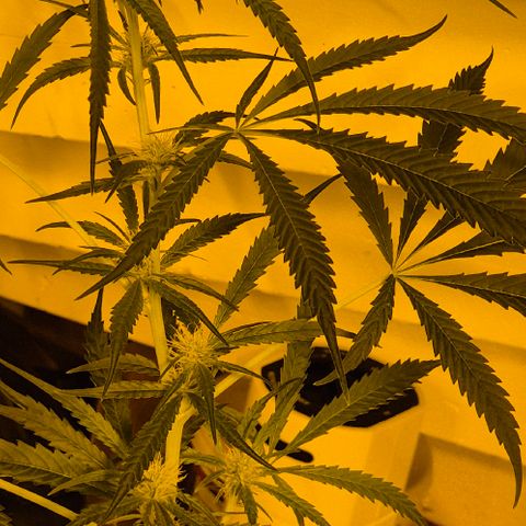 Puple punch  6 growlog timeline photo