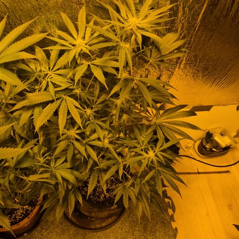 Strawberry Marshmallow growlog timeline photo
