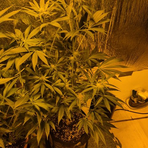 Strawberry Marshmallow growlog timeline photo