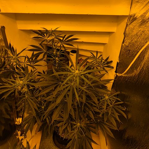 Puple punch  6 growlog timeline photo