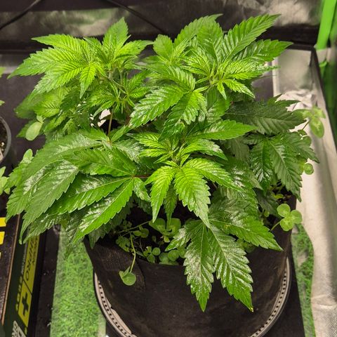 Kushi 😶‍🌫️(rest n. Teilernte/ critical kush, 9.1.24 🎁, Kümmerling) growlog timeline photo