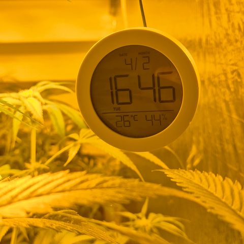 Puple punch  6 growlog timeline photo