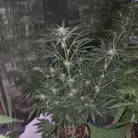 Strawberry Marshmallow growlog photo: Mal ohne grellen NDL - Licht 
