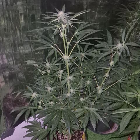 Strawberry Marshmallow growlog photo: Mal ohne grellen NDL - Licht 