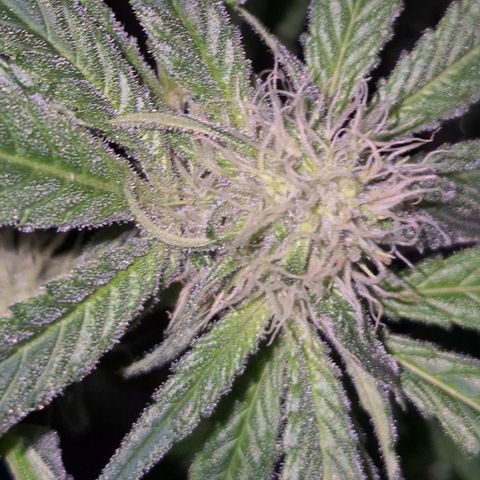 Strawberry Marshmallow growlog photo: Mal ohne grellen NDL - Licht 
