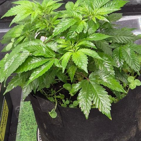 Kushi 😶‍🌫️(rest n. Teilernte/ critical kush, 9.1.24 🎁, Kümmerling) growlog timeline photo