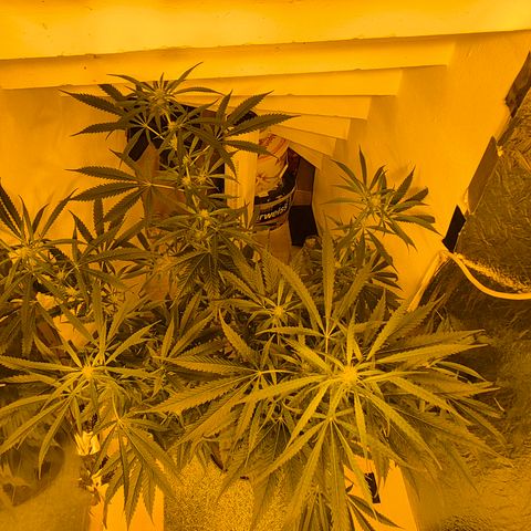 Puple punch  6 growlog timeline photo