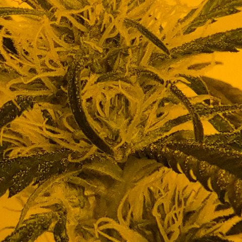 Puple punch  6 growlog timeline photo