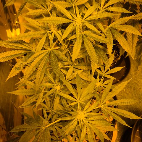 Bonsai Surprised moon, amnesia lemon  growlog timeline photo